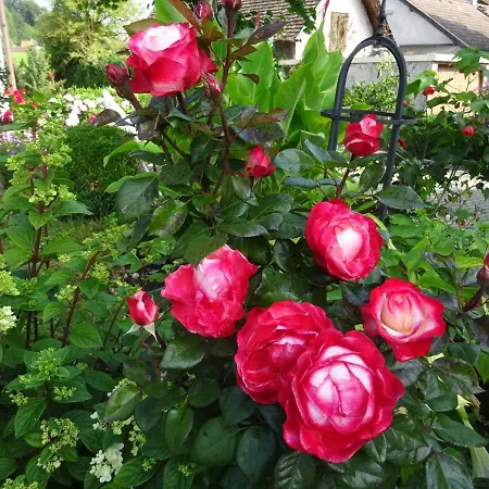 דירה Blumenwohnung Irene Dorn אנדכס